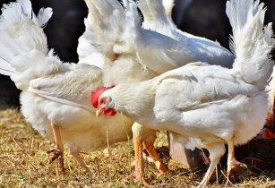 Evonik introduces GAA-product GuanAMINO chicken 3735598 640
