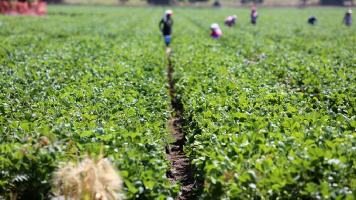 FG lists reasons agric revolution is working