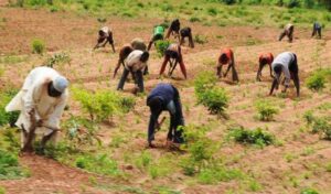 Driving poverty alleviation, higher income via agribusiness estates
