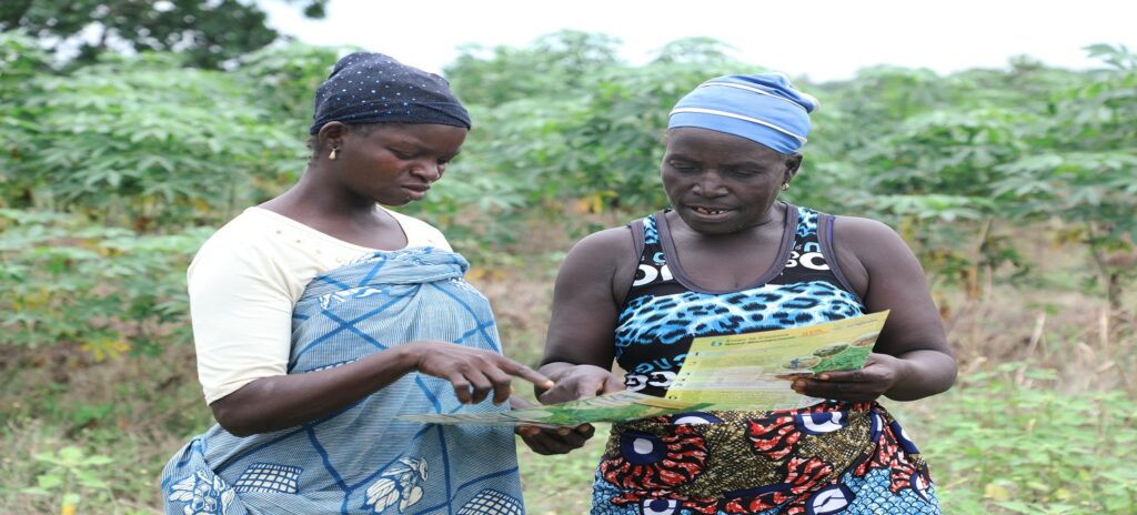Getting The Correct Postemergence Herbicides For Cassava Farmers In Nigeria, By Experts