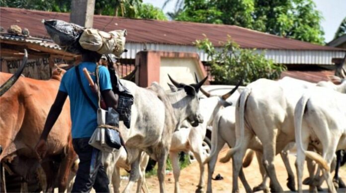 Herdsmen still tormenting us, Enugu Council Chairman, farmers lament