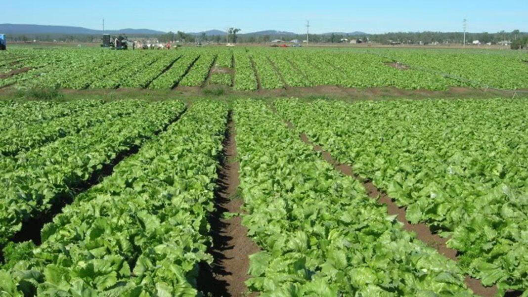 How multiple disasters ravage Sokoto farms