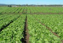 Harnessing scent leaves for export, domestic use How multiple disasters ravage Sokoto farms