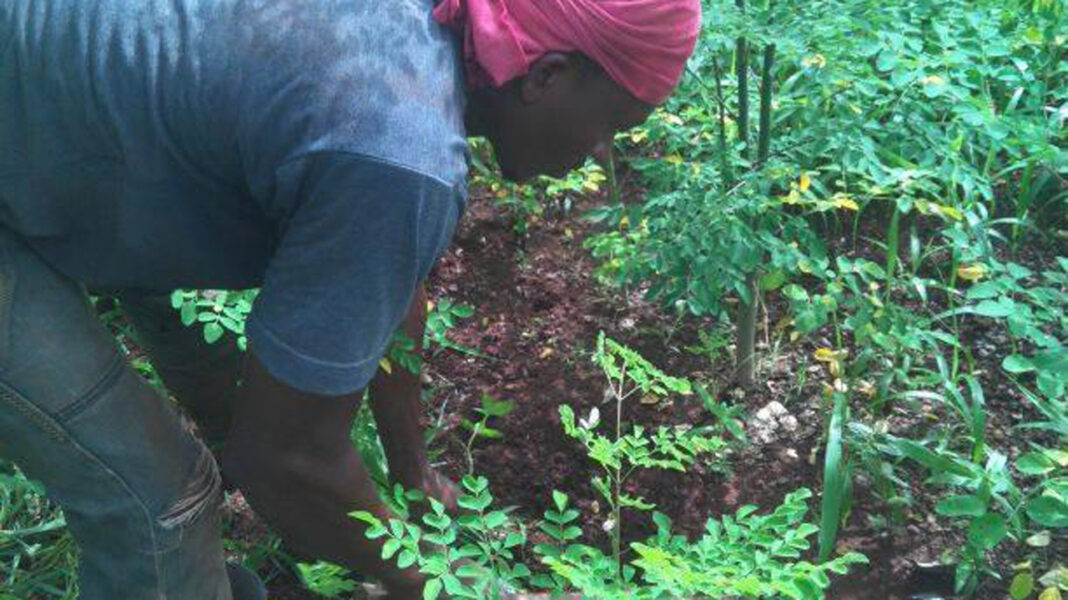 How to maximise potential in moringa farming, value chain