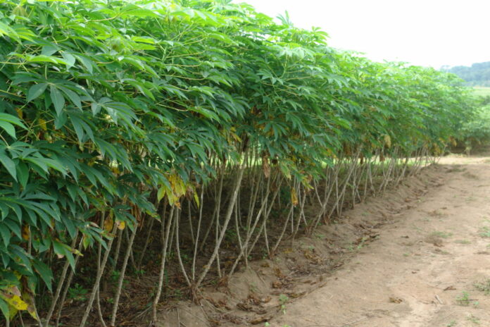 IITA Scientists Identify Post-Emergence Herbicides For Cassava Weed Control
