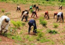 4,025 people to get agribusiness training, empowerment in Abia Inadequate rain, big challenge for south-west farmers — AFAN
