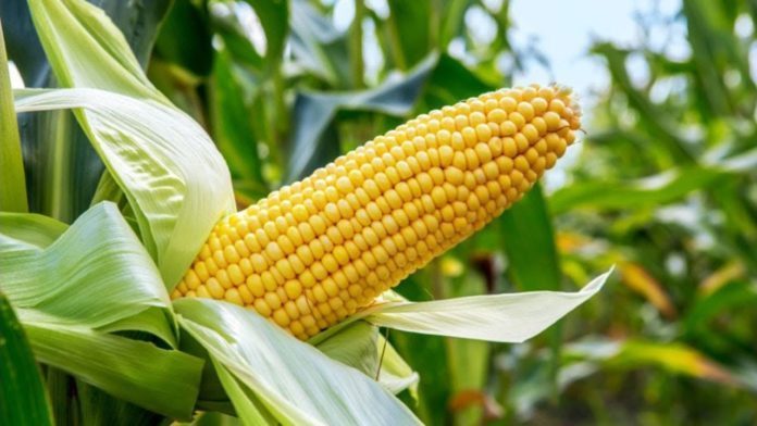 Farmfunding firm opens e-Commerce to market fresh corn