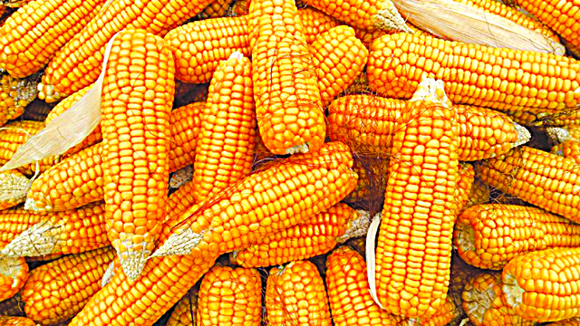 Mitigating farm risks with insurance as climate change worsens