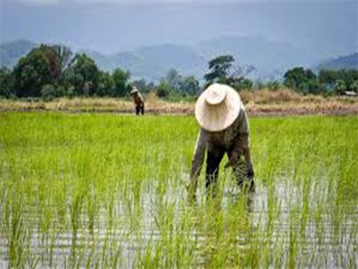 Self-Sufficiency In Rice Production: The Lagos Example