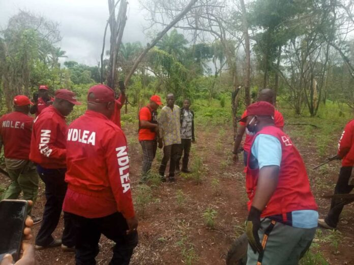 Take my life instead of destroying my cannabis farm ― Suspect begs NDLEA