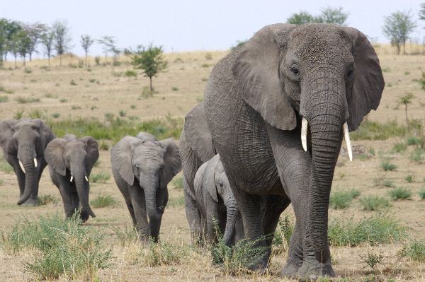 Zimbabwe investigates mysterious deaths of 11 elephants Zimbabwe investigates mysterious deaths of 11 elephants