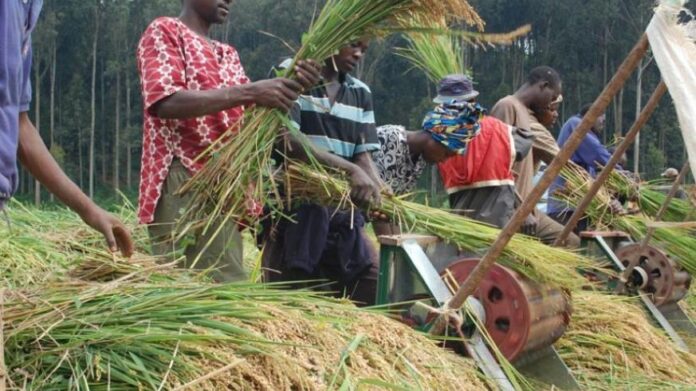 Abia trains rice farmers, expects six tonnes per hectare