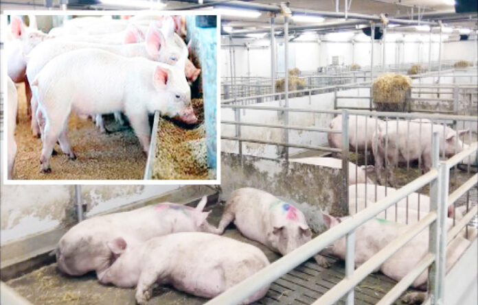 COVID-19 Has Ruined Pig Farming– Farmer