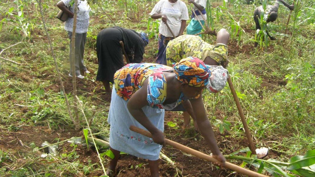 Centre empowers women farmers with ICT for agric development | The Guardian Nigeria News
