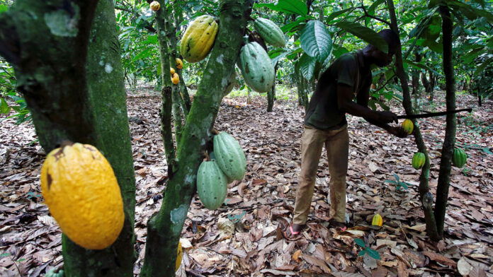 Cocoa farmers get inputs, loans in Anchor Borrowers’ scheme today