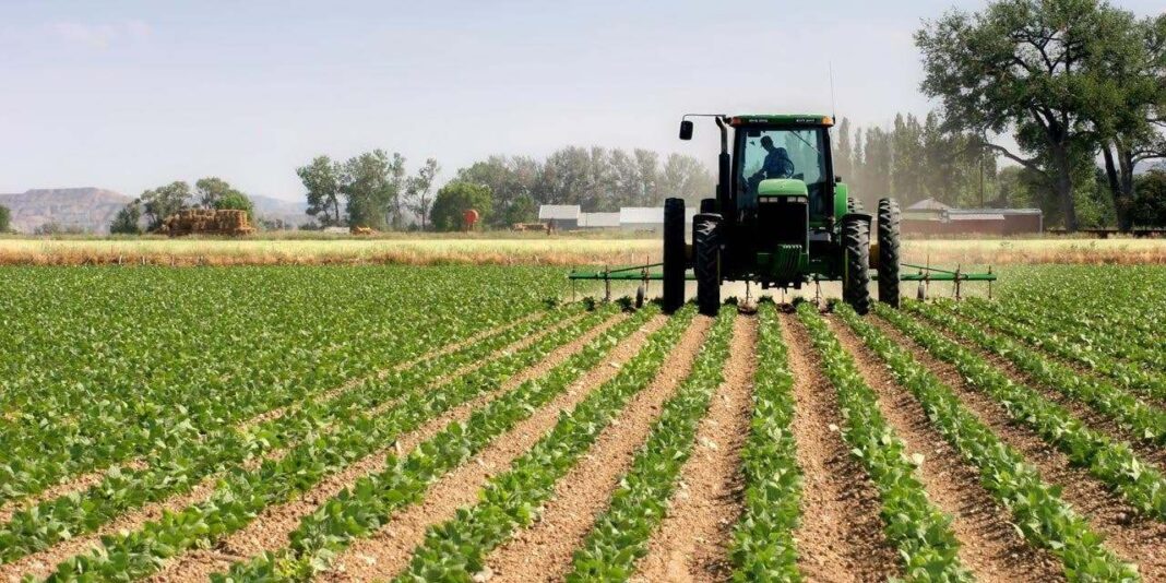Farmers groan under effects of COVID, drought