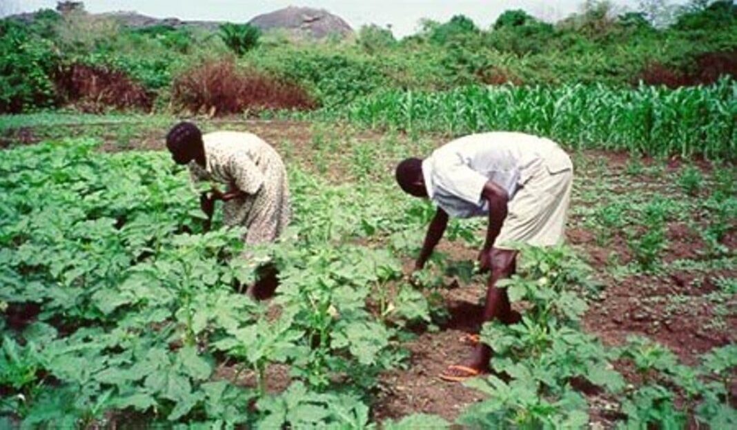 Farmers use private warehouses for storage in South-South zone — Survey