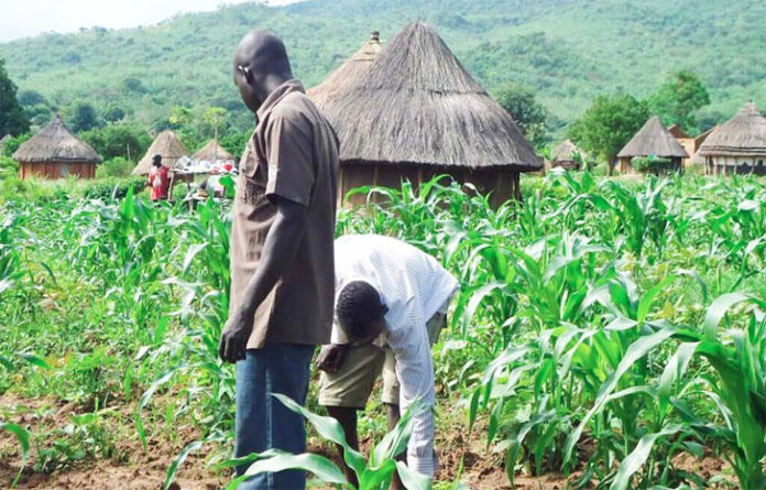 Gombe Farmers Advise Colleagues To Embrace Improved Seedlings To Enhance Productivity