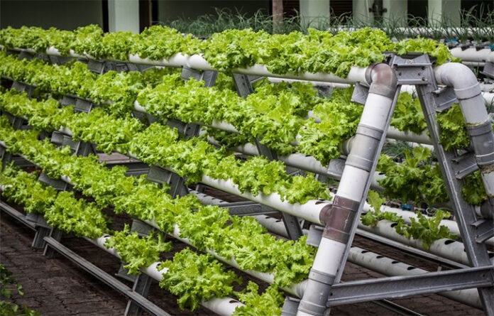 Lagos Plans Promotion Of Urban Farming To Enhance Food Security