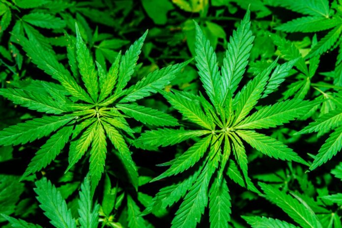Marijuana plant (Getty photo)