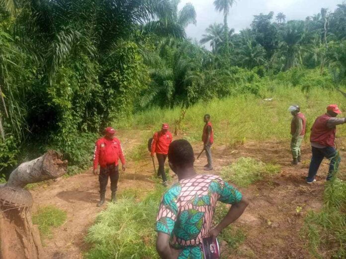 NDLEA destroy N1.5B worth of marijuana farm in Kogi