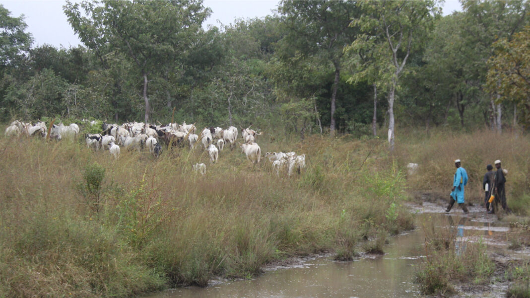 Oyo anti-open grazing law ineffective as herders ravage farms
