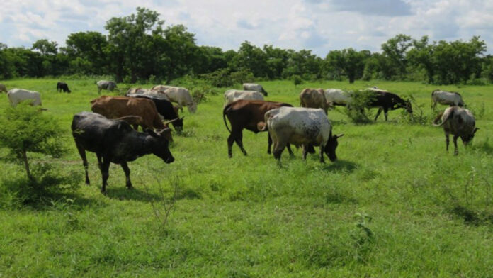 Oyo anti-open grazing law ineffective as herdsmen ravage farms