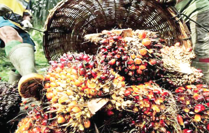 Restoring Nigeria’s Lost Glory Through Cocoa, Oil Palm Production