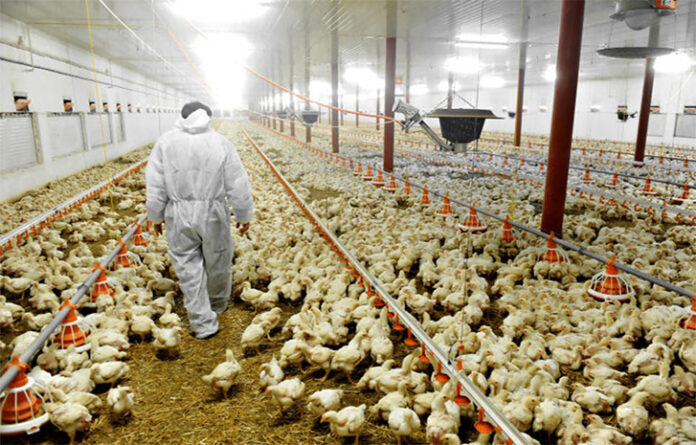 A’Ibom Poultry Farmers Decry Scarcity Of Chicks, As Govt. Hatchery Switches To Frozen Chicken