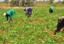 Feed Nigeria summit to empower youths, agro sector Coronavirus: Nigerian farmers lament late harvesting, losses