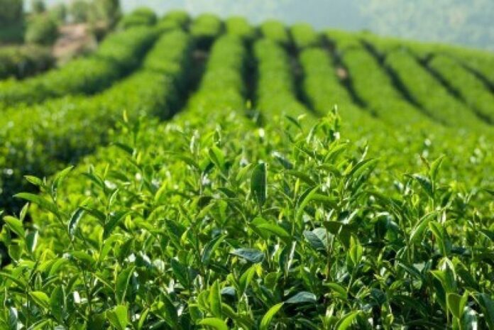 Drug resistant diseases threaten to become next pandemic – FAO