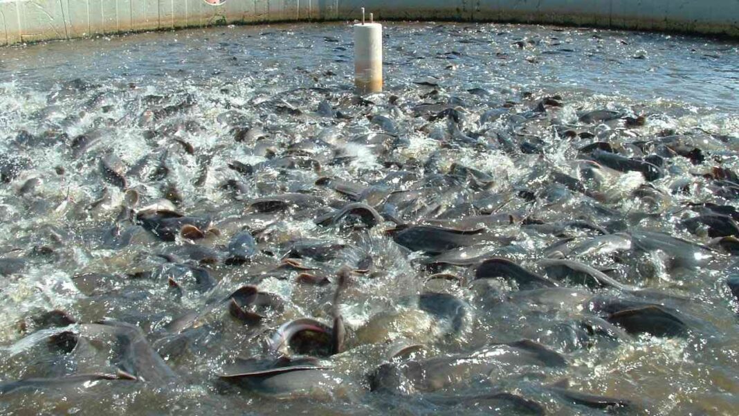 FG To Bridge 2.5MT Deficit Gap In Fish Production