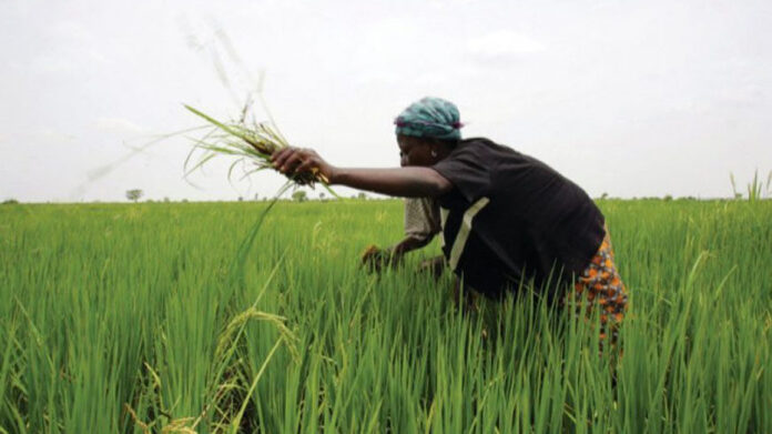 Firm reaffirms commitment to sufficient rice production | The Guardian Nigeria News