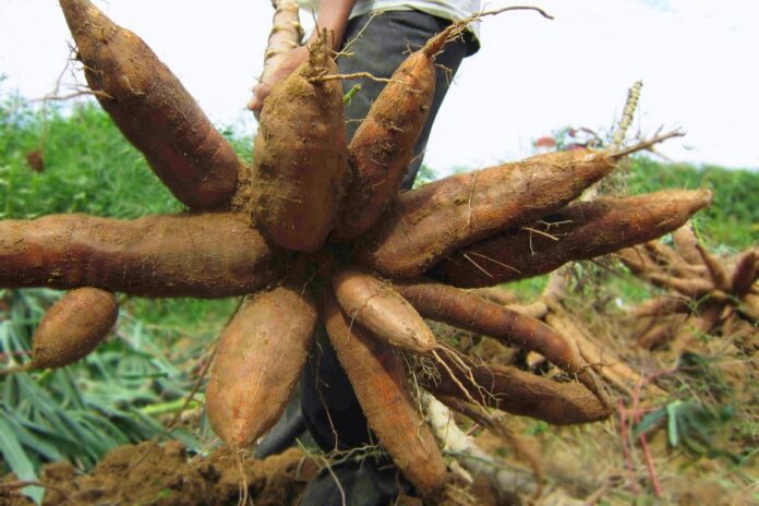 IITA, partners to promote Nigeria’s cassava seed system in Niger Delta region