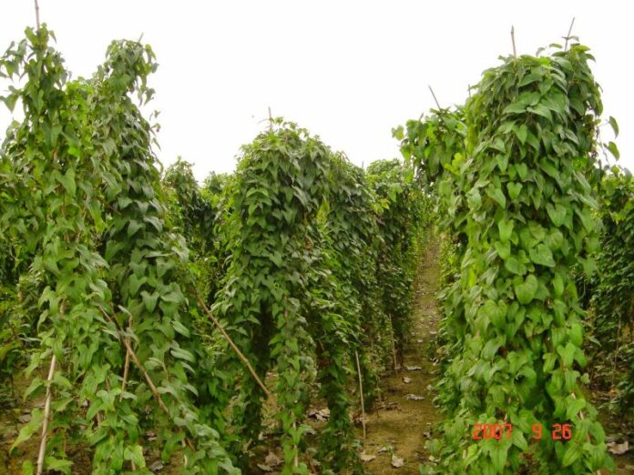 INTERVIEW: Obsolete law limiting Nigeria’s potential in yam export – INTERVIEW: Obsolete law limiting Nigeria’s potential in yam export – Farmers’ President