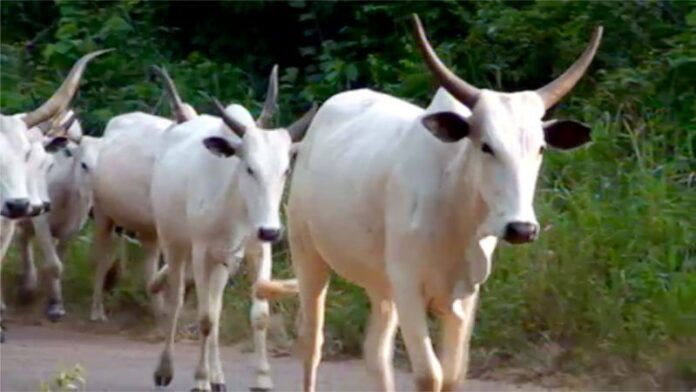 Minister cautions Nigerian farmers against using antibiotics to spur growth in animals
