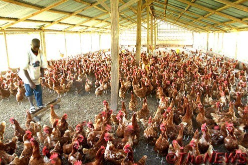 Nigeria’s poultry farmers warn sector may shut down by January Nigeria’s poultry farmers warn sector may shut down by January