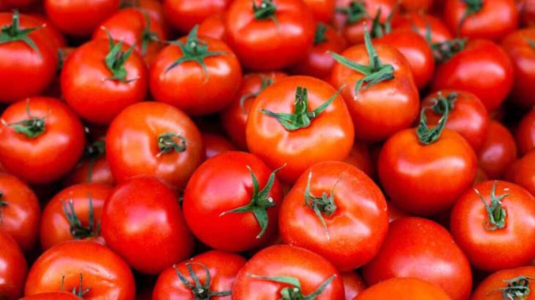 Ogun partners GIZ on Tomato, chili pepper cultivation | The Guardian Nigeria News