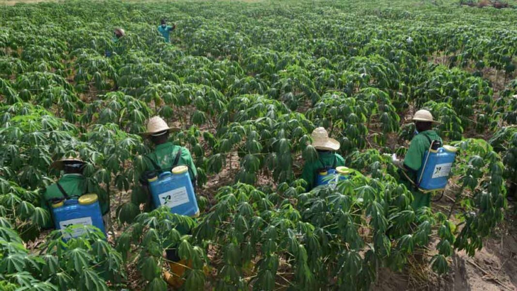 Rotimax launches book to boost pest control industry | The Guardian Nigeria News
