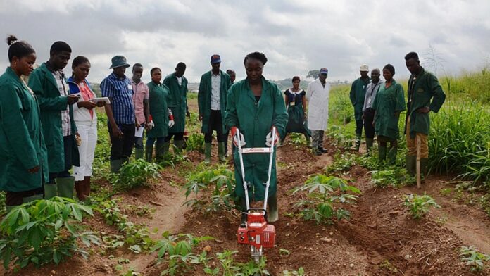 Tackling youth unemployment with agricultural credit facilities | The Guardian Nigeria News