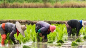 FG to start agric reality show, as oil palm stakeholders lament challenges