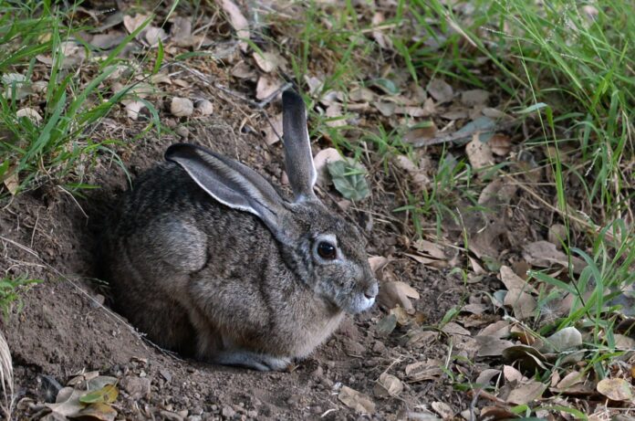 17,000 youths to receive training in rabbit farming