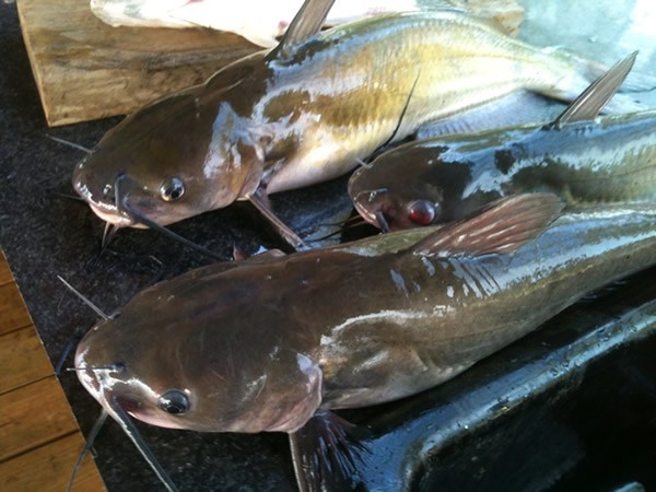 Exporters lament U.S ban on Nigeria’s catfish Exporters lament U.S ban on Nigeria’s catfish