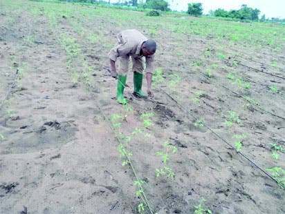 FG establishes 2 Songhai-styled integrated farm projects in Edo FG establishes 2 Songhai-styled integrated farm projects in Edo