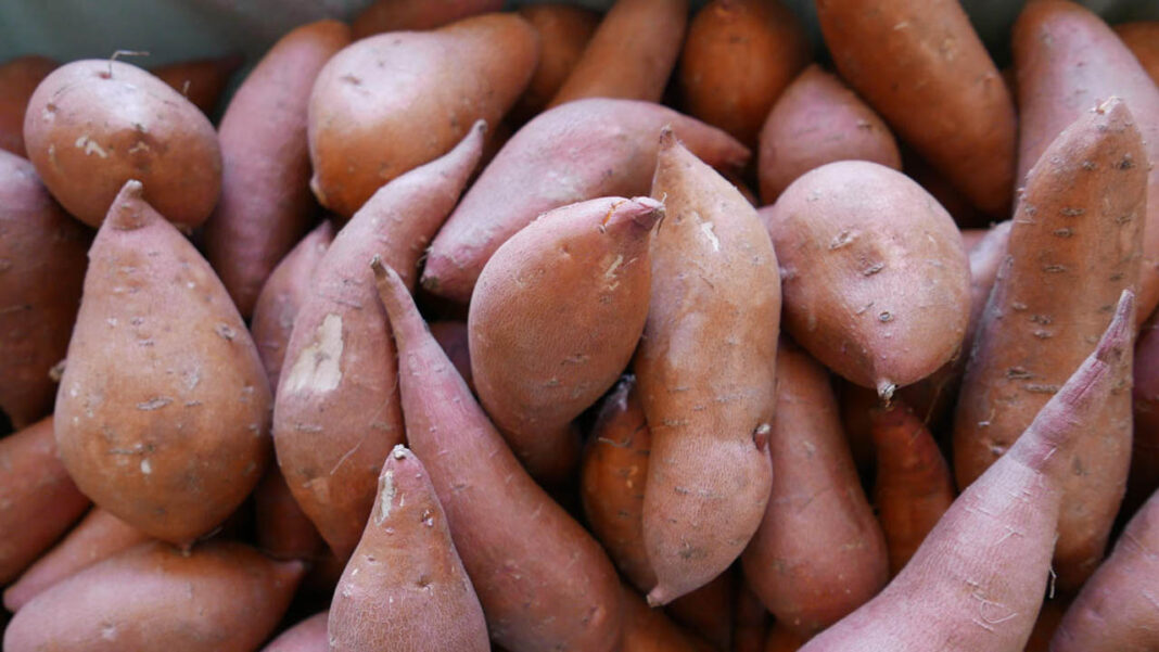 Filling education gap for organic agric practices | The Guardian Nigeria News