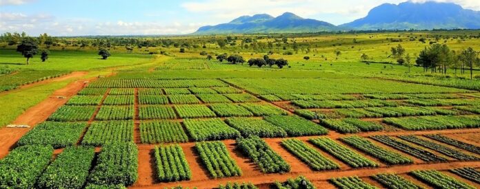 Group warns against use of dangerous herbicide in Nigeria