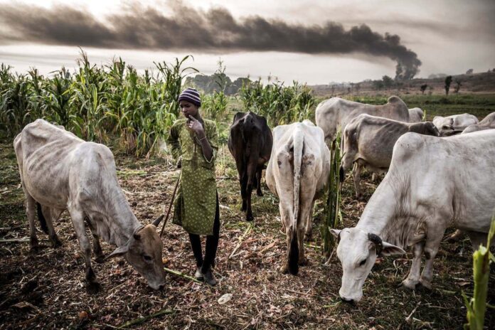 Herders/ Farmers conflict: CDD to support Nasarawa, Benue, Plateau