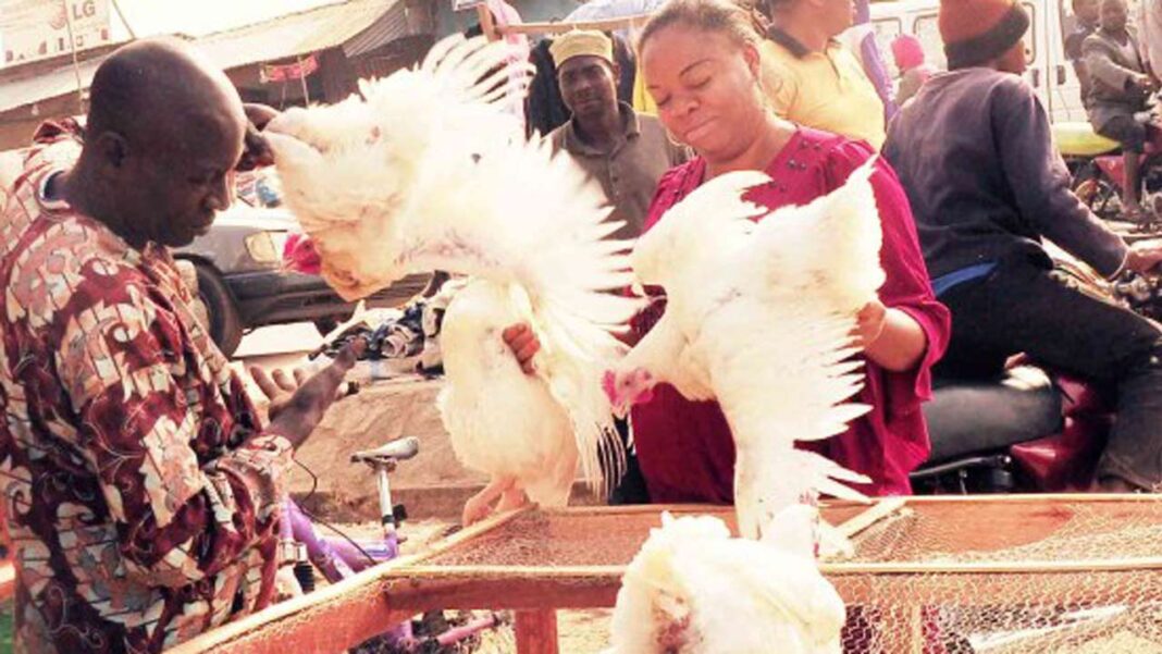 High cost of chicken mars Christmas celebration, as traders lament low sales | The Guardian Nigeria News
