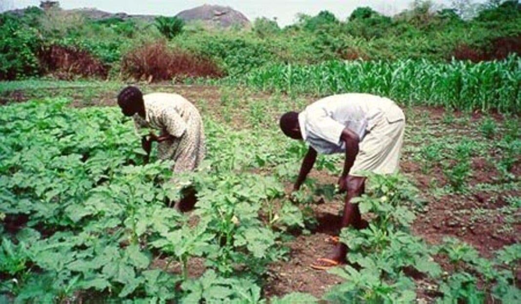 Insurgency, Banditry, Covid-19: Famine looms, Borno, Katsina, Sokoto, Niger, Gombe, Plateau farmers warn