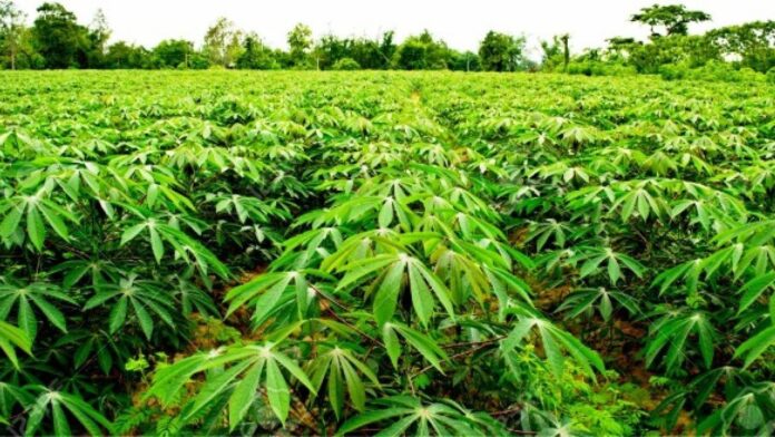 Nigeria among six African countries leading in GM crop adoption